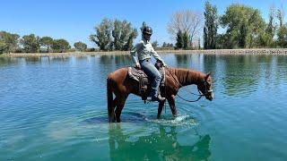 2 yr old Flynn 35 days under saddle