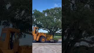 Moving a tree instead of cutting it down