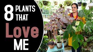 8 plants that love me | Thriving plants | #plantgoals #plantlove