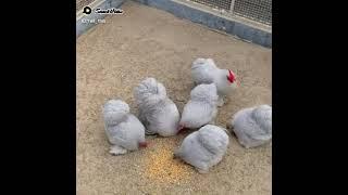 BANTAM. Imported fancy hens in Pakistan.