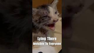 Lying There Invisible To Everyone #animalrescue #rescuekittens #animal #cat #kitten