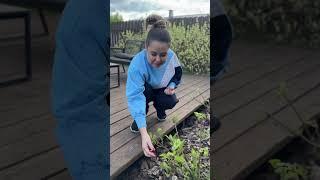 ХЛОРОЗ ГОРТЕНЗИЙ #дача #садоводничество #загороднаяжизнь #загородныйдом