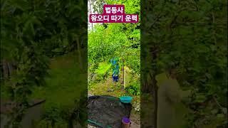 법등사 왕오디 따기 운력