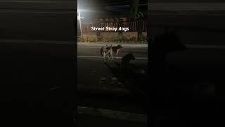 #straydogs#shortvideo#aspen