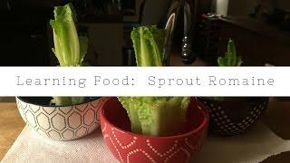 Learning Food:  Sprouting Romaine Hearts In Your Kitchen