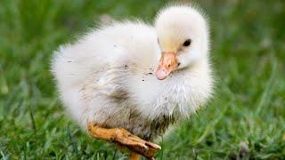  10 Baby Birds Sharing Food With Each Other 