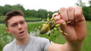 I Fished with a SPIDER Lure!