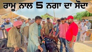 ਰਾਮੂ ਨਾਲ 5 ਨਗਾ ਦਾ ਸੌਦਾ #goatfarming #bakramandi #farming #goats