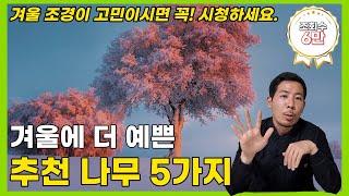 키우기 쉽고 겨울이 더 예쁜 조경수 나무 5가지 추천!