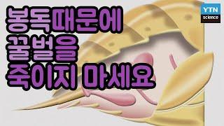 꿀벌을 죽이지 않고 봉독을 채취하는 방법 / YTN 사이언스