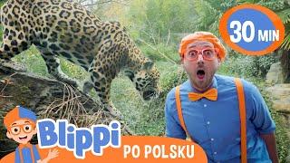 Blippi w ZOO: Poznajmy Dzikie Zwierzęta  | Bajki i piosenki dla dzieci po polsku | Moonbug Kids