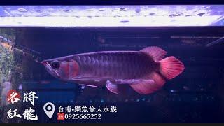 【樂魚愉人水族】 名將紅龍，是你最好的選擇。   #樂魚愉人水族 #水族館 #龍魚 #紅龍 #血紅龍