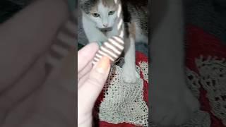 Треба все бросати та гратися! #shortvideo #shorts #cat #animals #котики #funnycats #kitten