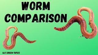 Composting Worms Comparison - Red Wigglers And European Nightcrawlers/Red Wigglers Vs Nightcrawlers