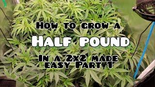 How to Grow a Half Pound in a 2x2 Grow Tent Made Easy Part 1,Tips and tricks for early rapid growth