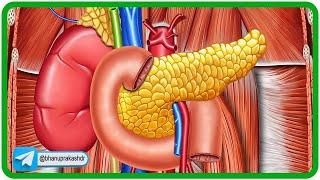 Duodenum Anatomy 3D Animation: Parts, Relations, Blood supply, Nerve supply, and Venous drainage