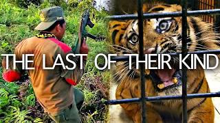 Sumatra's Last Tigers: A Deadly Conflict in a Vanishing Rainforest | Seed Documentary