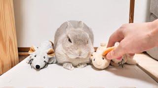 うさぎさんが大事にしているお友達ぬいぐるみを取り上げると…