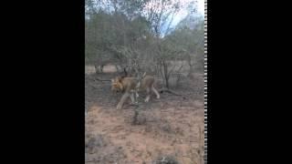 Young male lion