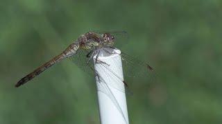 Insekten-Lebensraum Botanischer Garten