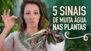 COMO REGAR as PLANTAS SEM ERRAR: manual da REGA PERFEITA