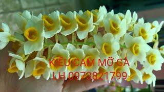 LAN RỪNG KON TUM 21/5/2025 LH 0973821799