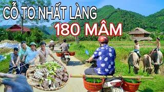 KHÂU CHUẨN BỊ 9 LỢN 1 TRÂU CHO ĐÁM CƯỚI NGƯỜI TÀY KHÁNH THIỆN LỤC YÊN YÊN BÁI