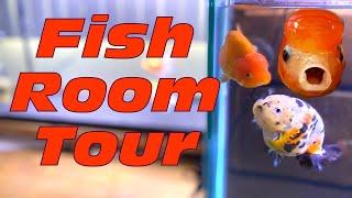 FAT GOLDFISH ROOM TOUR - My indoor goldfish tanks