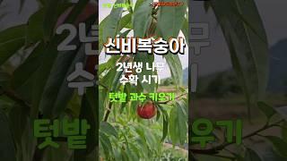 텃밭 과수 - 신비복숭아 = 2년생에서 수확하기 #복숭아 #신비복숭아 #천도복숭아 #텃밭과일나무