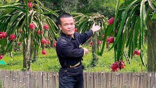 Dwarf Family Building a Dragon Fruit Garden - Farm Makeover - Hard Work Pays Off!