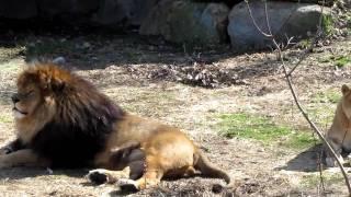 Meet our Male and Female Lions at Southwick's Zoo