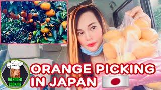 JAPAN ORANGE PICKING