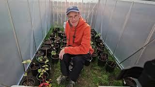 Turning The Greenhouse Into Cutting Nursery