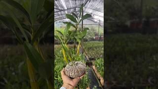 Very easy techniques grafting dendrobium nobile plants  #plants #garden #orchid #short