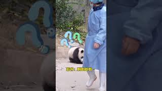 The giant panda’s wet nurse didn’t drink many cups of milk, so why did she get so drunk? National t