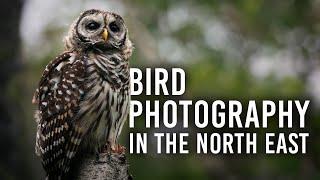 The Art of Bird Photography: Why it Matters