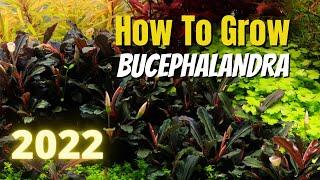 How to Grow Bucephalandra in 2022!