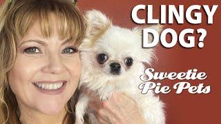 CLINGY CHIHUAHUA? What should you do? Sweetie Pie Pets by Kelly Swift