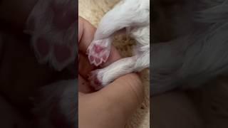 똘마니 발바닥 최초(?) 공개!!! #강아지 #강아지브이로그 #반려견 #puppy #pets #말티즈 #cute #말티푸 #귀여운강아지 #푸들