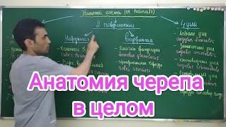 Анатомия 2 лекция. Черепа в целом. general anatomy of the skull