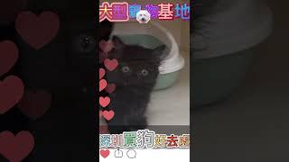 深圳大型萌寵基地 #cat#星際tv #狗狗