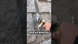 이 식물을 뿌리째 뽑아버리는 실수를 하면 안됩니다