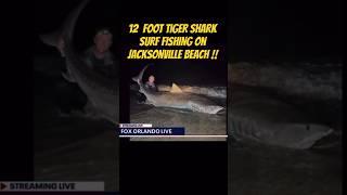 12ft TIGER SHARK SURF FISHING JAX BEACH!! #crazy#shark#hige#sharkweek#blitzclipstv#viral#short#trend