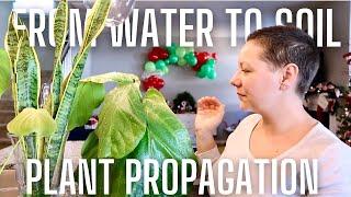 How to Propagate Indoor House Plants: A Beginner's Guide