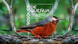 Bosques de Queñua: Refugio de Fauna Silvestre  #documental #unsa #arequipa  #peru