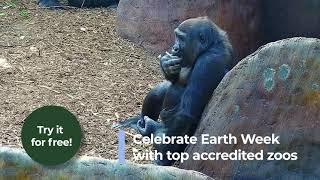 Zoolife.tv is now LIVE 