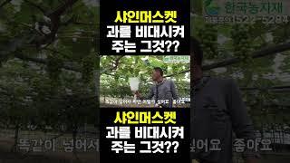 [한국농수산TV] 샤인머스켓 과를 비대시켜주는 그것?? #켈팍 #K플러스 #멀티피드