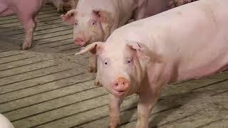 Swine Herd Health Basics