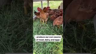 Planning a Homestead? Here's How to Start!