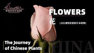 The Journey of Chinese Plants FLOWERS | 1080P